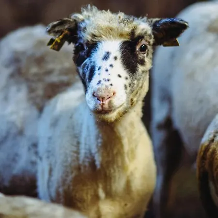 Unique Innside Sheep Barn In Norway * Levanger