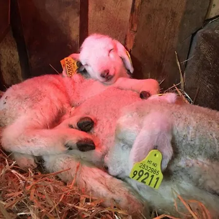 Unique Innside Sheep Barn In Norway *